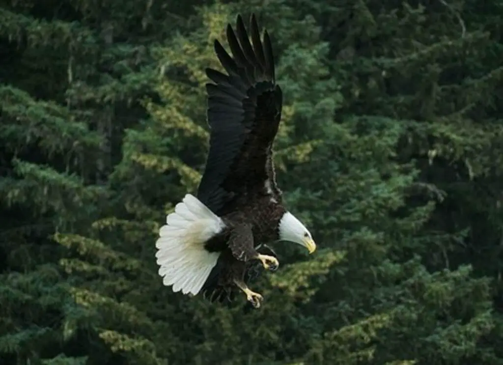 A Bald Eagle spots its prey from up in the sky with its excellent vision.