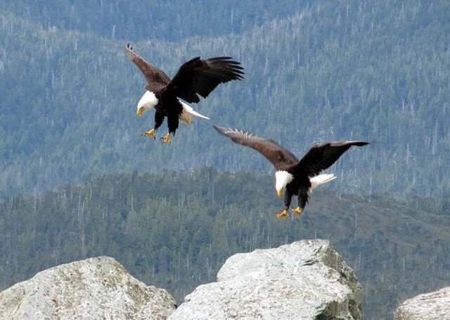 Two bald eagles landing on a large rock on a mountain.