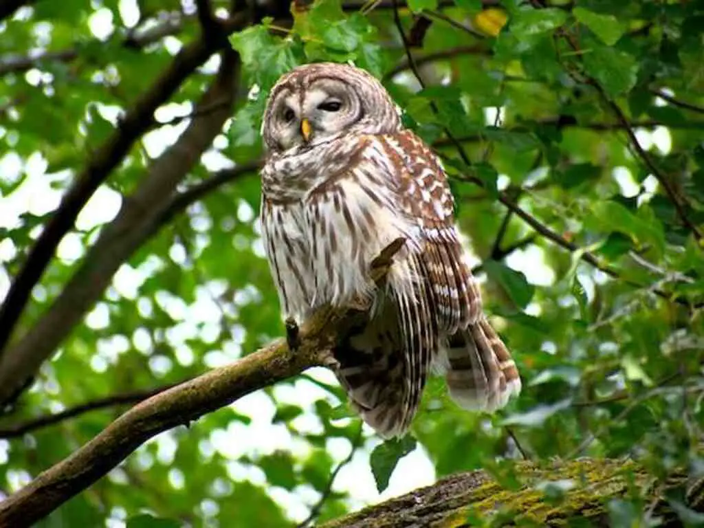 A barred owl perched in a tree.
