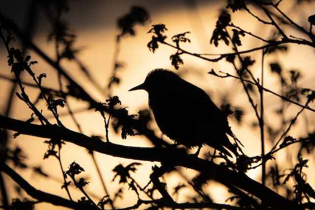 A bird perched in a tree at night.