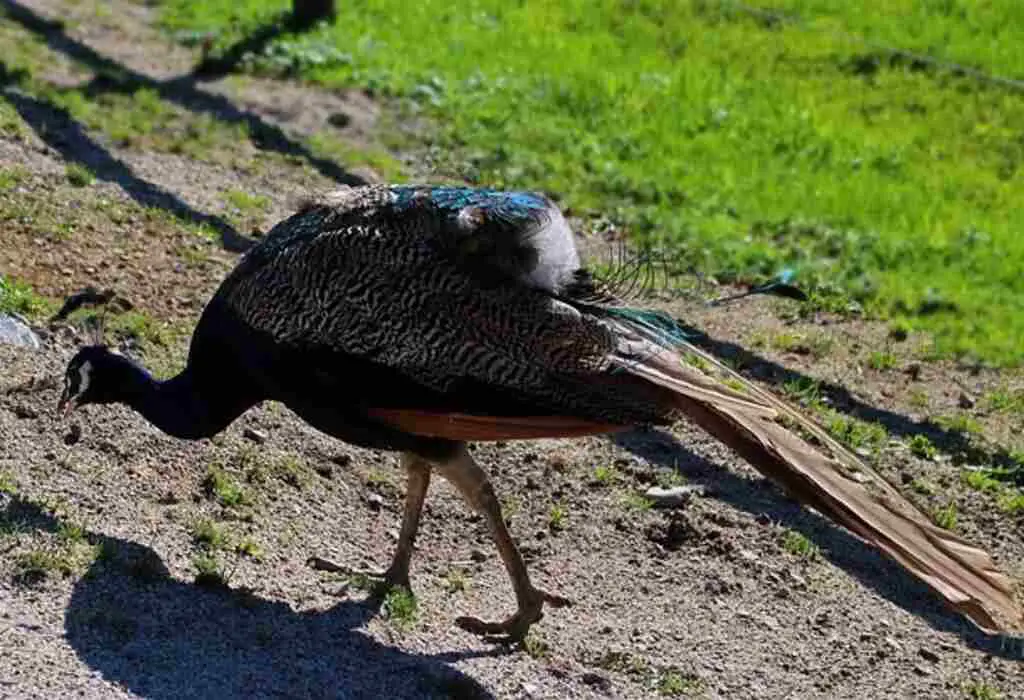 A peacock eating.