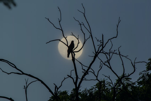 A bird perched in a tree as darkness approaches.
