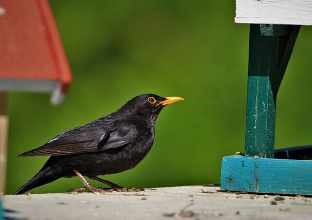 A blackbird feeding at a bird feeder.