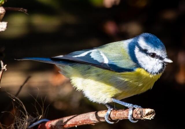 A blue tit perched on a tree branch.