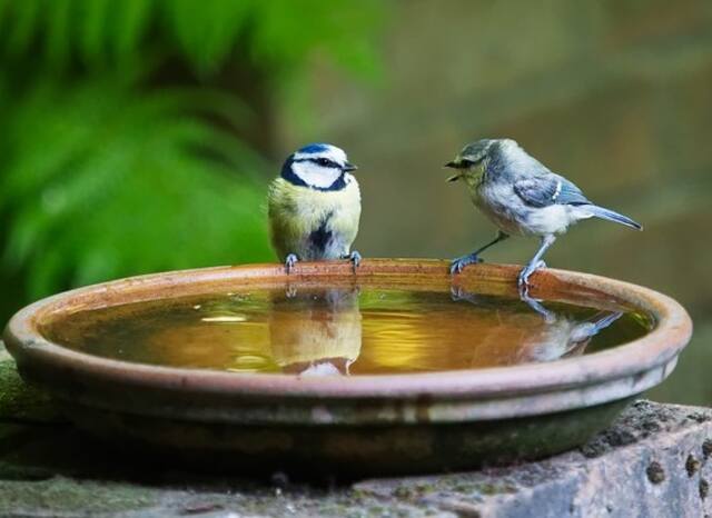 Two blue tits perched on a bird bath having a conversation together.
