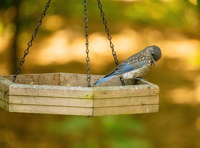 A bluebird eating nuts at a platform feeder.