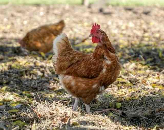 A Chicken roaming around a country farm hen yard, bobbing its head.

