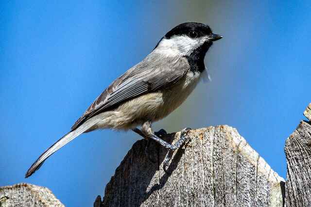 A Carolina Chickadee perched on a wooden fence.