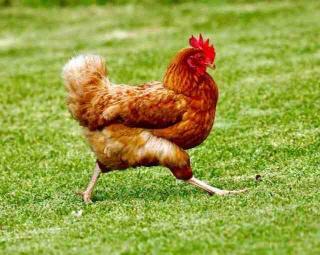 A chicken walking fast on the grass.