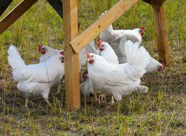 A group of chickens foraging.