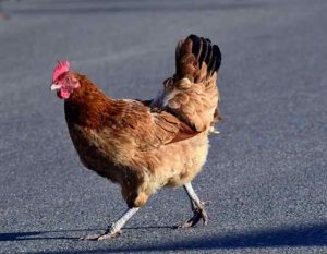 The Truth About Chicken Flight: Can Chickens Really Fly?