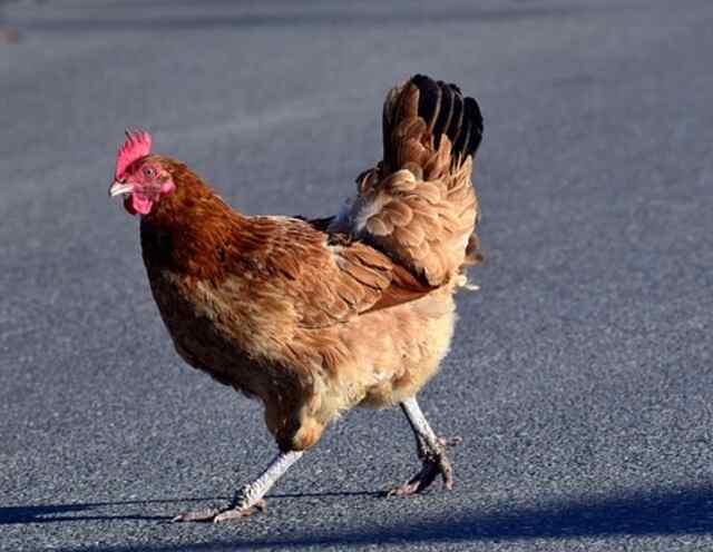 A chicken escaping its coop, running down the road.
