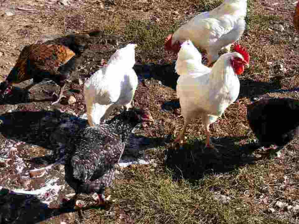 A group of chickens feeding on maggots.