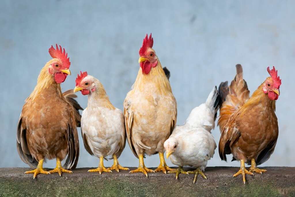 A group of chickens, roosters and chicks together.