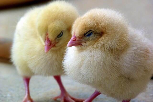 Two baby chicks standing together.