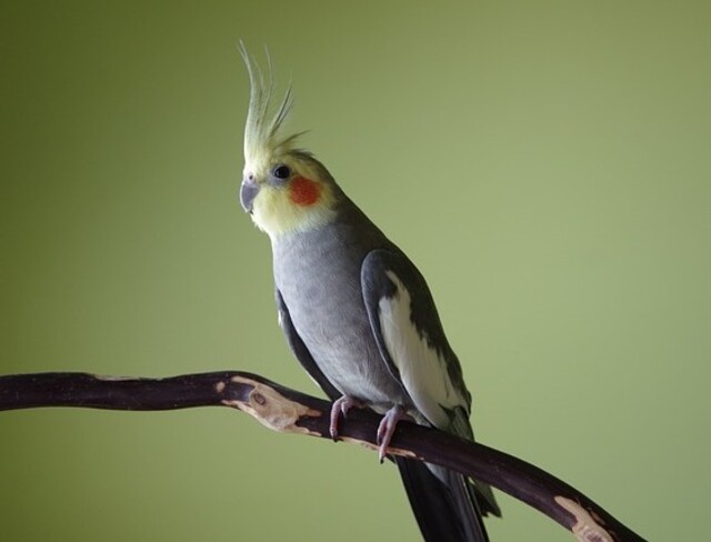 A Cockatiel perched on a wooden perch.