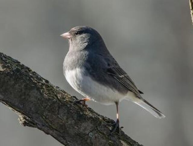 A dark-eyed junco perched on a tree.