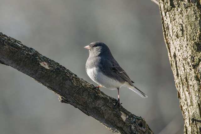 A dark-eyed junco perched in a tree.
