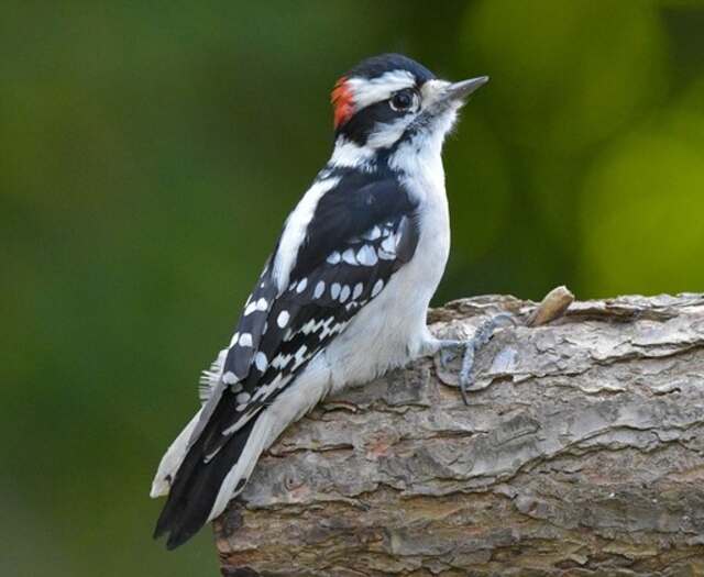 A downy woodpecker perched on a tree searching for insects.