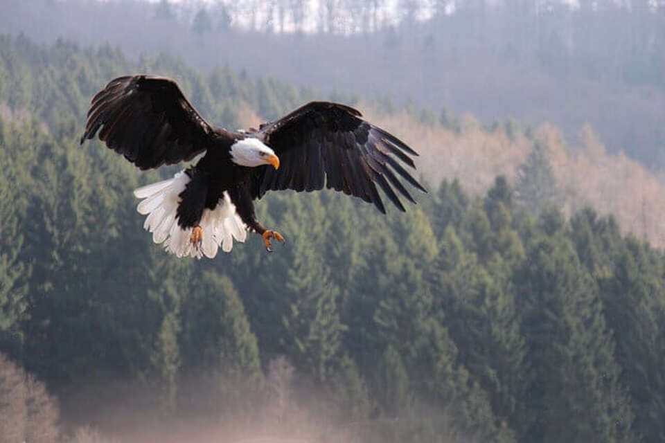 A Bald Eagle spreading its wings for a landing.