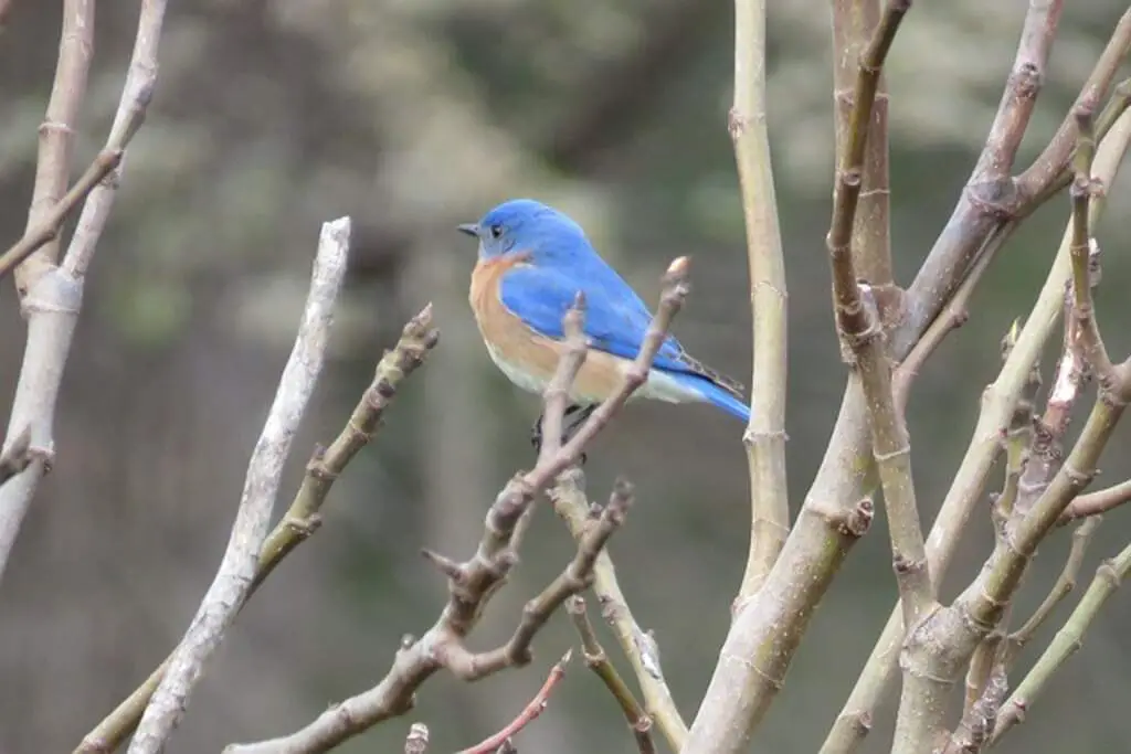 An Eastern Bluebird perched in a tree in winter in Tennessee.