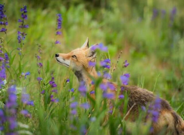 A fox checking to see if a hawk has left.