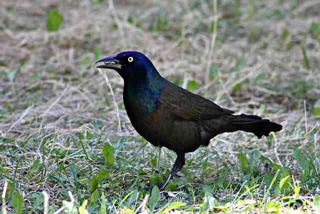 A common grackle foraging for raisin treats that a person scattered on the grasss.