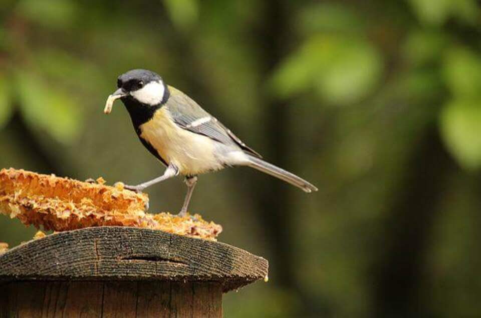 A small Great Tit eating at a feeder.