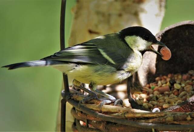 A great tit eating pistachios and other nuts at a feeder.