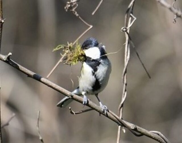 A great tit gathering materials for nest building.
