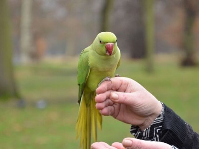 A person feeding a parrot.