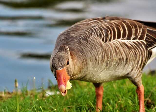 A Greylag goose feeding on a maggot also known as a grub.