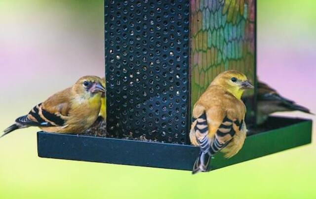 Four songbirds at a bird feeder.