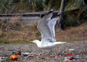 A gull foraging through some garbage in a park looking for chocolate and treats to eat.