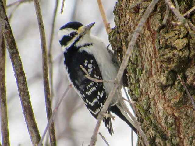 A hairy woodpecker perched on the side of a dead tree looking for insects.