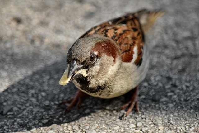 A house sparrow eating oats.