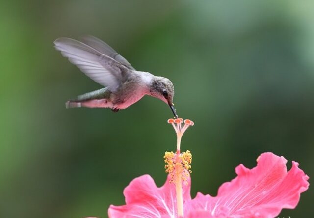 A hummingbird drinking nectar from a hisbiscus flower.