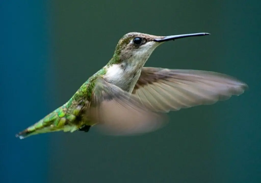 A hummingbird flying backwards.