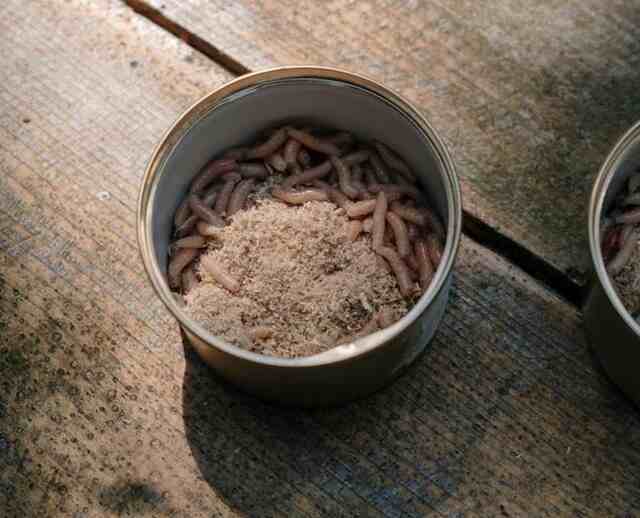 Maggots in a pail.