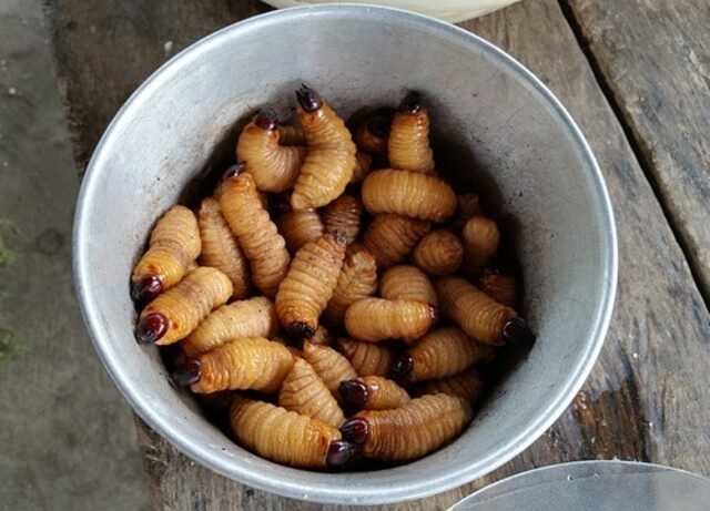 A metal pail full of maggots.