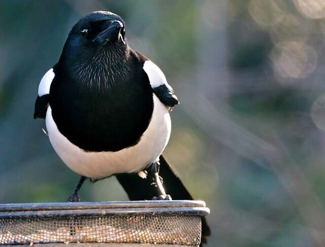 A magpie feeding on seeds and almond pieces at a feeder.