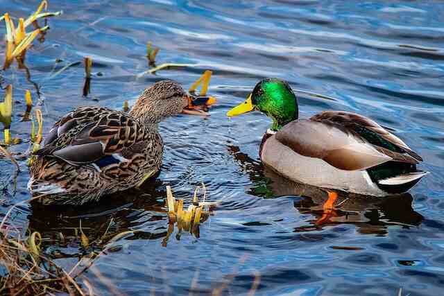 Two ducks swimming beside each other in the water.