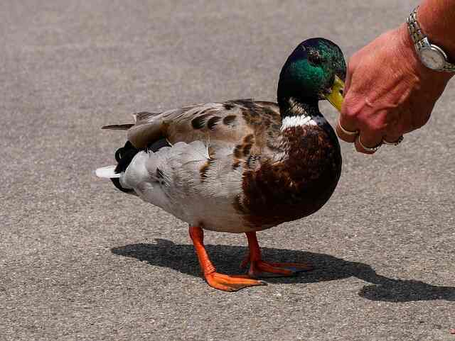 A person feeding a duck.