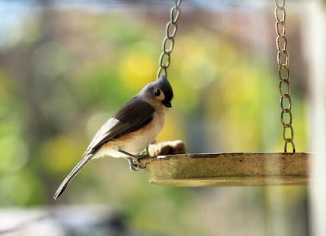 A Tufted Titmouse perched at a platform feeder eating chia seeds and nuts.