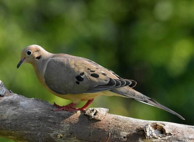  A mourning dove perched on a tree. 