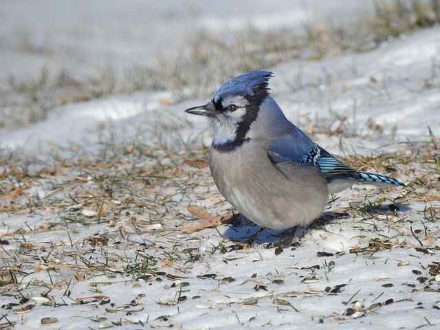 A blue jay in search of raisins that have been scattered on the ground.