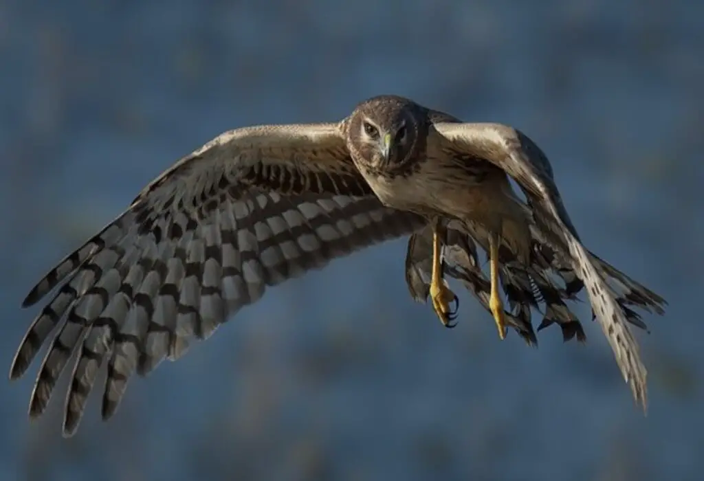 A Northern Harrier hawk soaring through the air.