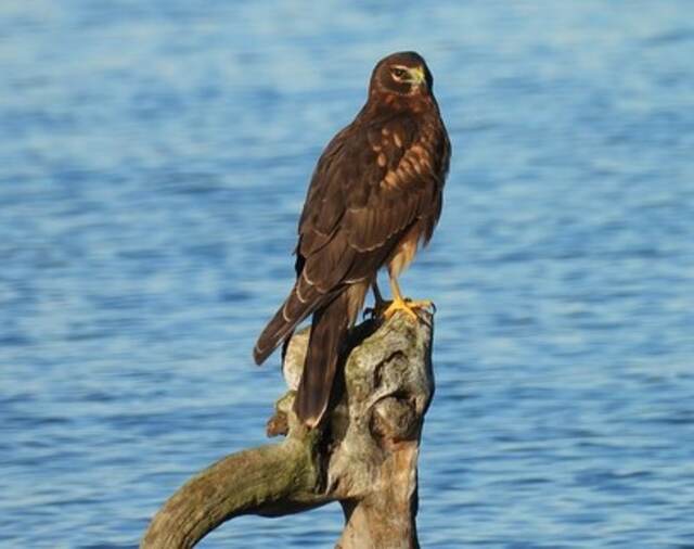 A Northern Harrier perched on a decaying tree.