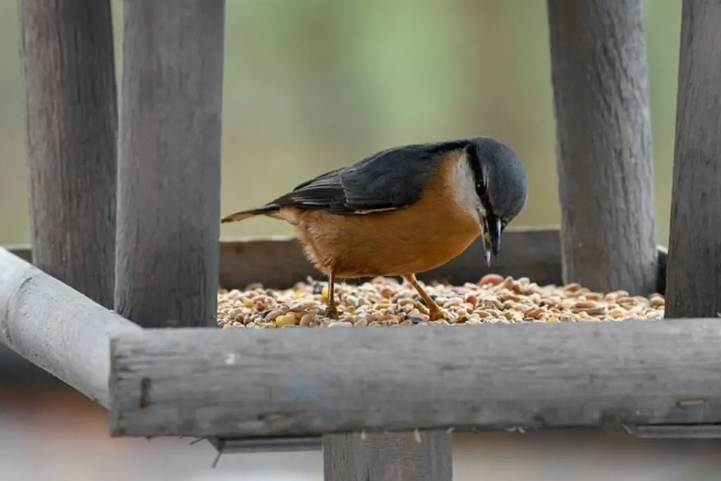 A nuthatch eating seeds from a bird feeder.