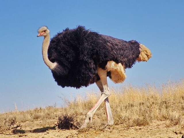 A male ostrich walking around.